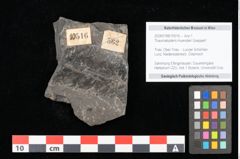 Foto (Objekt + Etikett) von Thaumatopteris muensteri Goeppert (NHMW-GEO-2024-0188-10516)